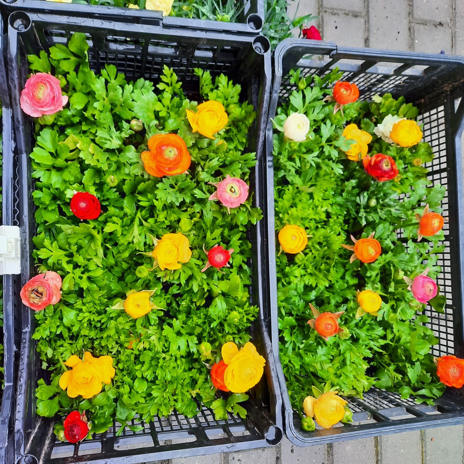 Un étal de fleurs fraîches sur un marché de Varna, un jour ordinaire